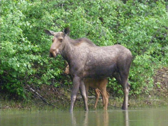 FC4-moose.jpg