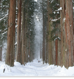 20270213 togakushi-snow5